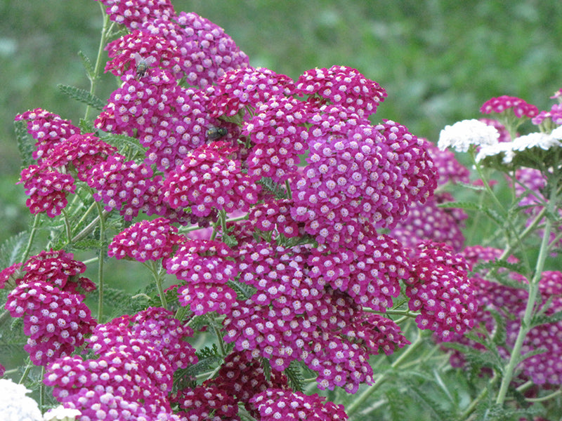 Achillea Millefolium ‘Cerise Queen’ (Cerise Queen Yarrow)