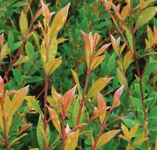 Acmena Smithii 'Minor' in a pot, ready for sale, displaying its lush foliage and ornamental appeal.