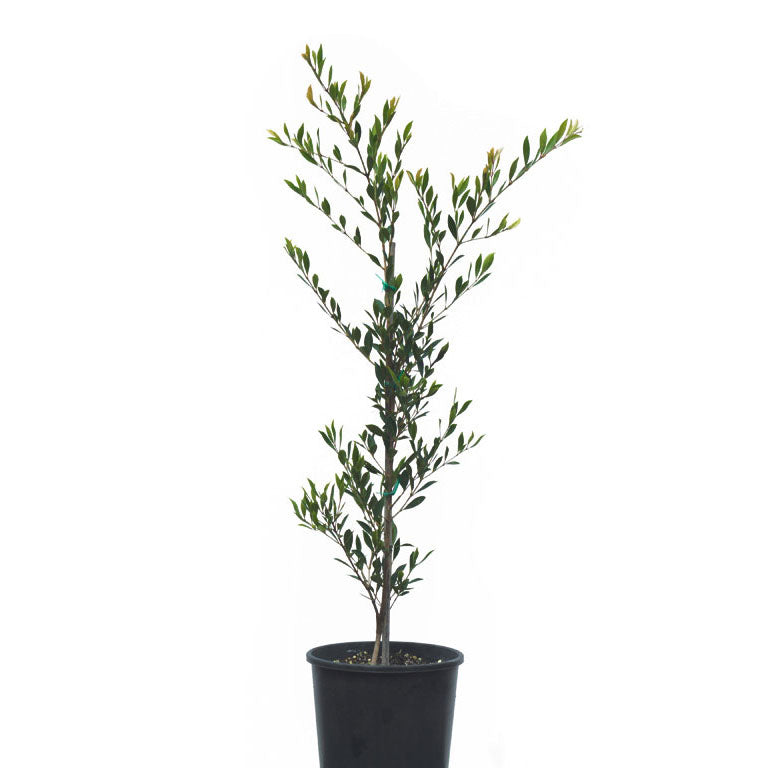 Acmena Smithii 'Minor' planted in a garden, showcasing its compact growth and vibrant green foliage.