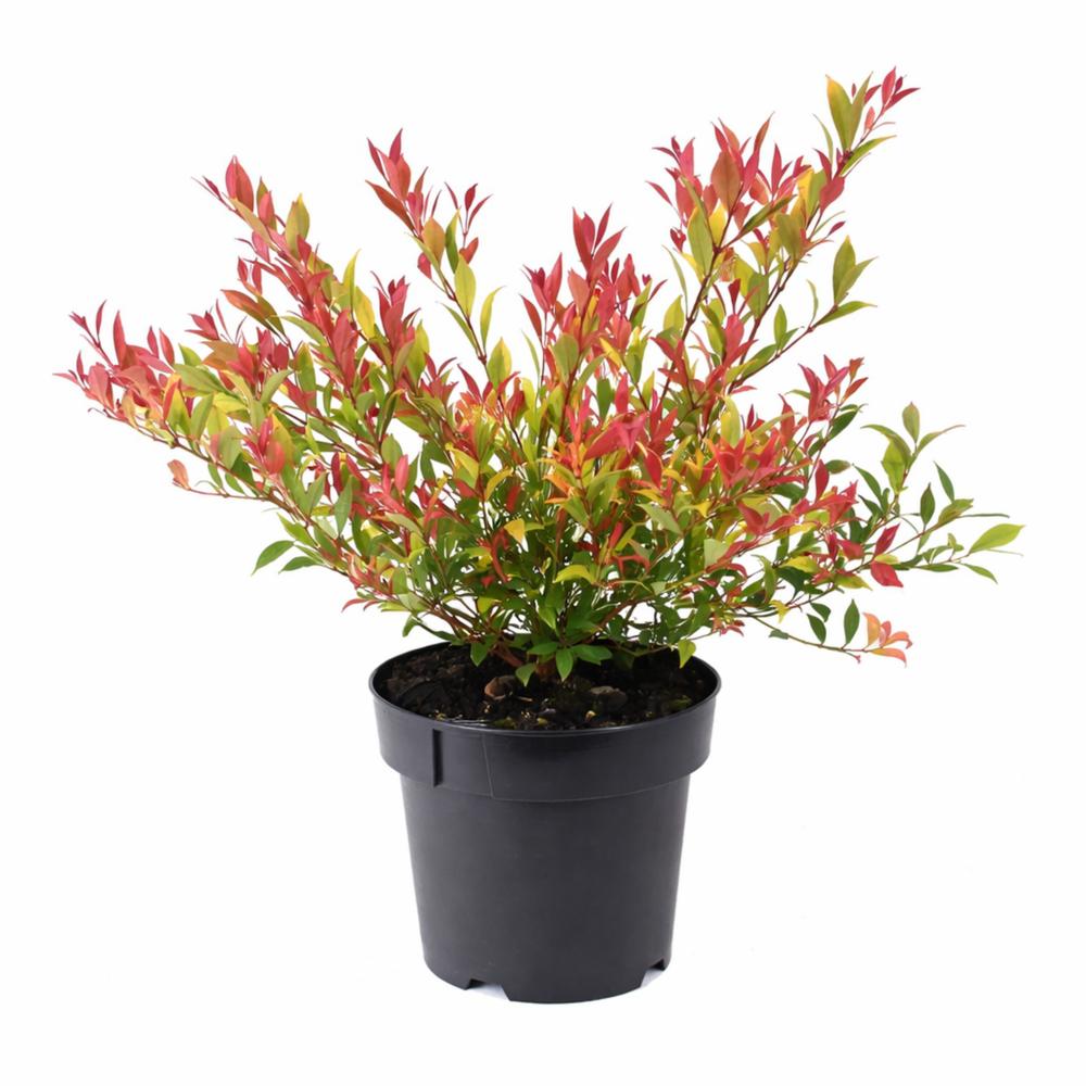 Acmena Smithii ‘Orange Crush’ (Orange Crush Lilly Pilly)