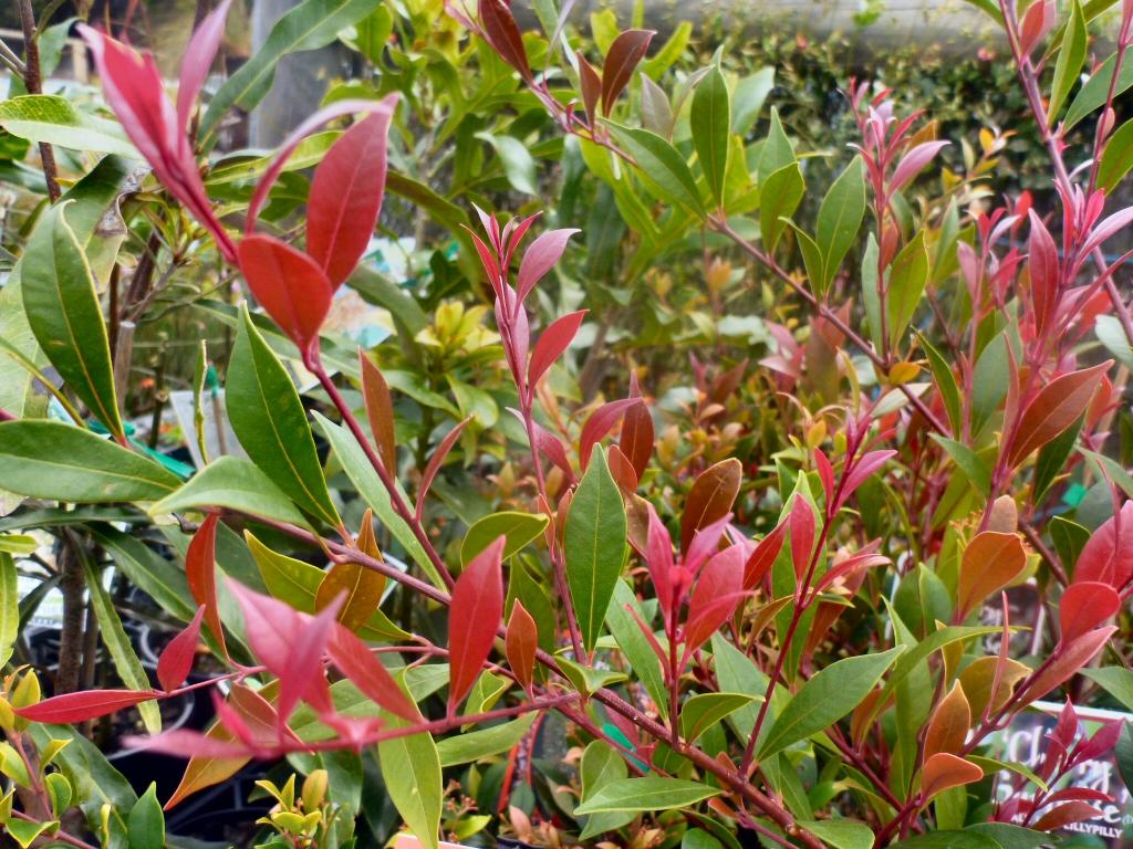 Acmena Smithii ‘Minor Cherry Surprise’ (Cherry Surprise)