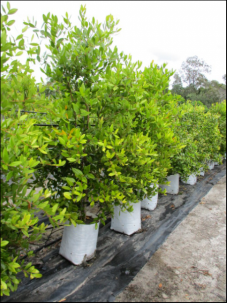 Acmena Hemilampra (Blush Satinash)