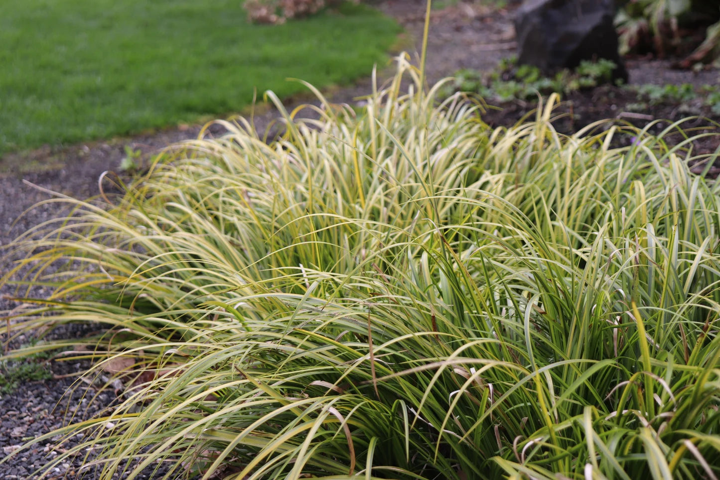 Acorus Gramineus ‘Variegatus’ (Japanese Sweet Flag)