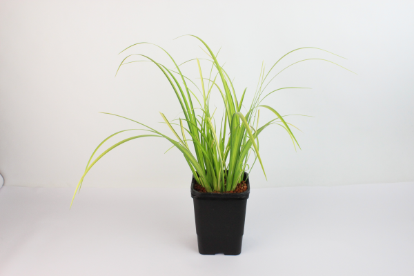 Acorus Gramineus (Ogon Golden Sweet Flag)