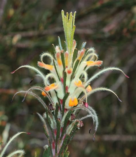 Adenanthos Detmoldii (Scott River Jugflower)