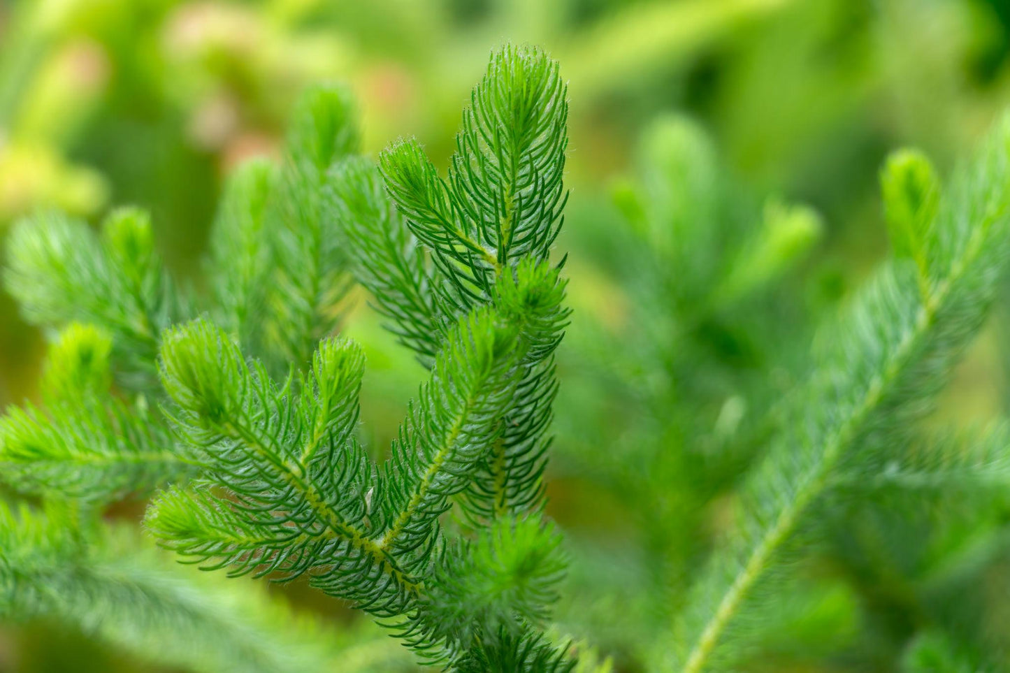 Adenanthos Sericeus 'Select' (Select Woolly Bush)