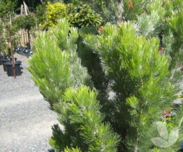 Adenanthos Sericea (Silver Sensation)