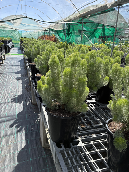 Adenanthos Sericeus (Woolly Bush)