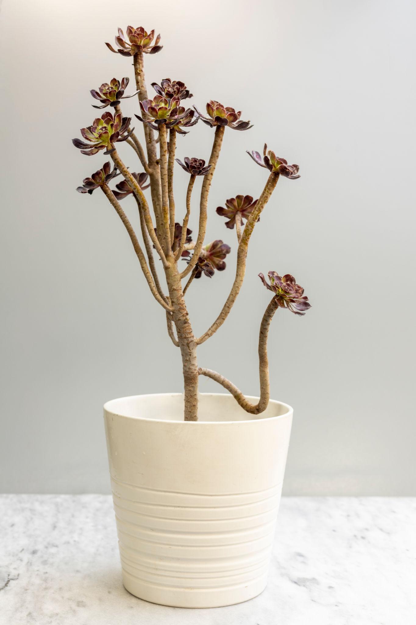 Aeonium Arboreum ‘Zwartkop’ (Black Rose Tree Houseleek)