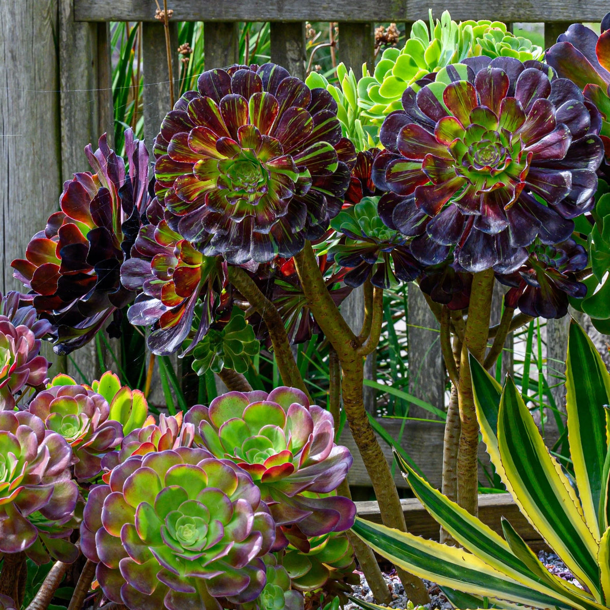 Aeonium ‘Big Bang’ (Big Bang Aeonium)