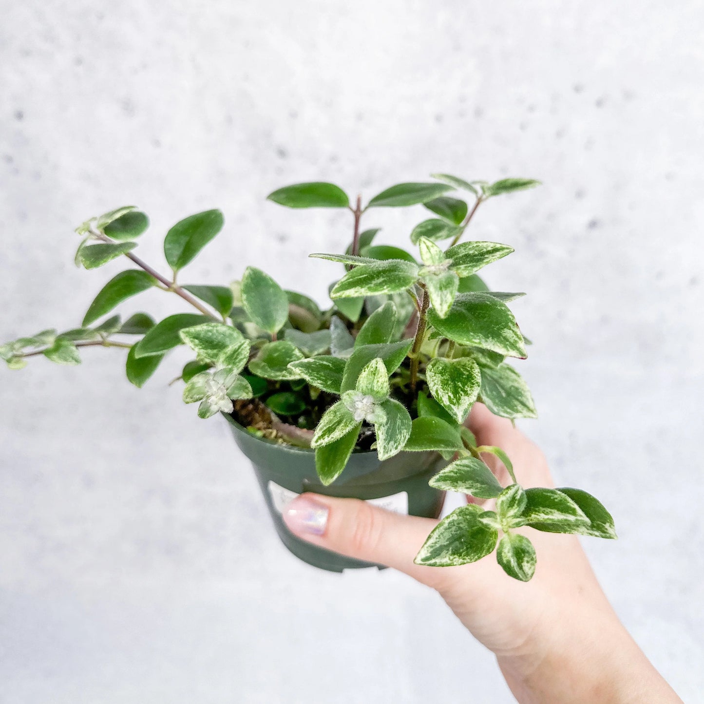 Aeschynanthus Radicans 'Variegata' (Variegated Lipstick Plant)