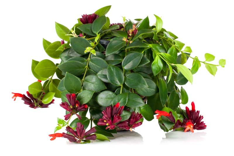 Aeschynanthus Radicans (Lipstick Plant)