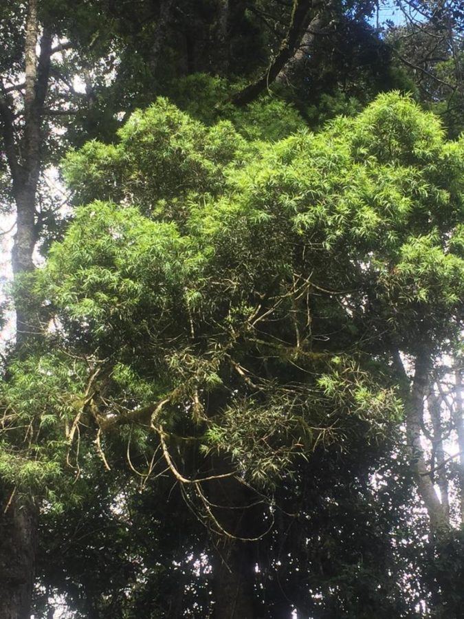 Afrocarpus Usambarensis (Podocarpus)