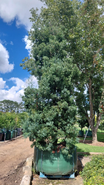 Afrocarpus Usambarensis (Podocarpus)