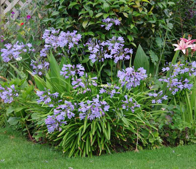 Agapanthus 'Peter Pan'