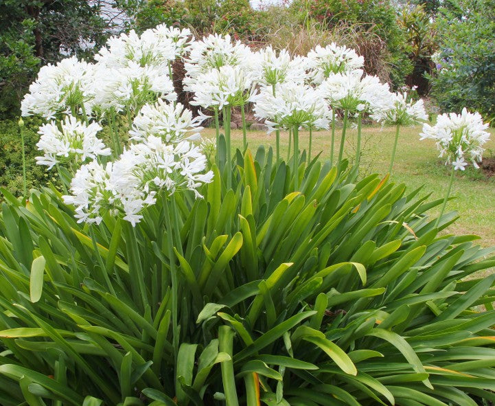 Agapanthus 'Snowball'