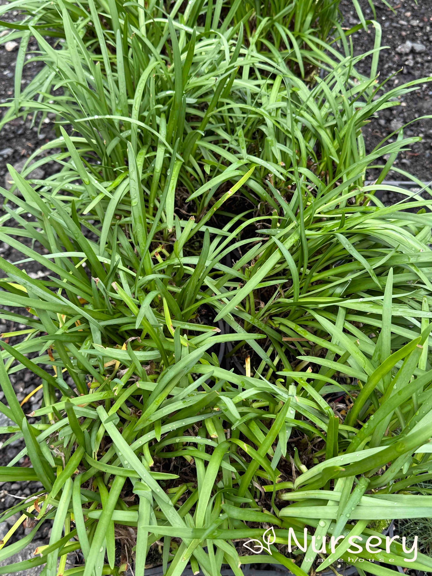 Agapanthus Africanus 'Baby Blue' (Baby Blue African Lily)