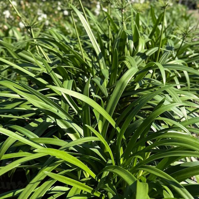 Agapanthus 'Pitchoune White' (White African Lily)