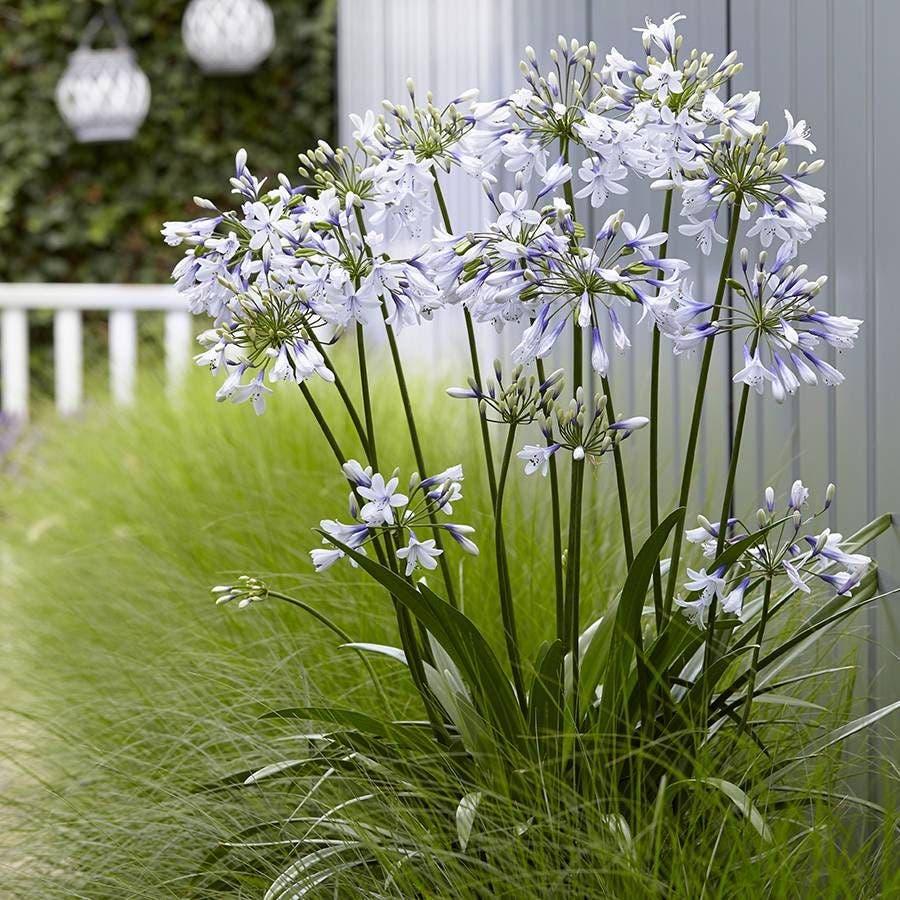 Agapanthus ‘Twister’ (Twister African Lily)