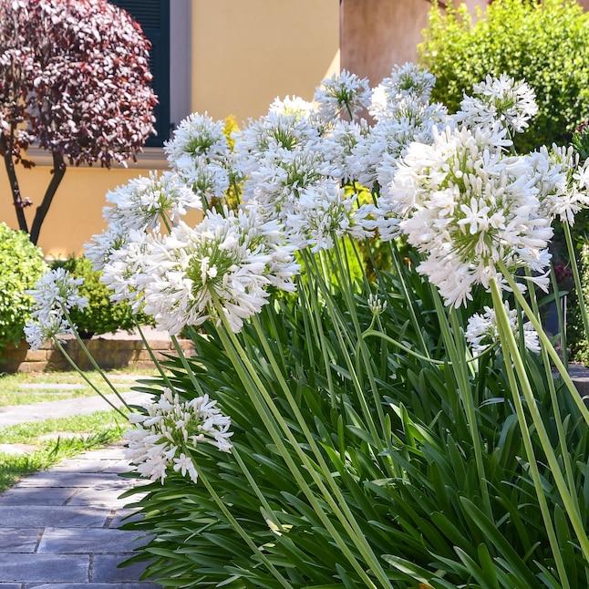 Agapanthus (White Agapanthus)