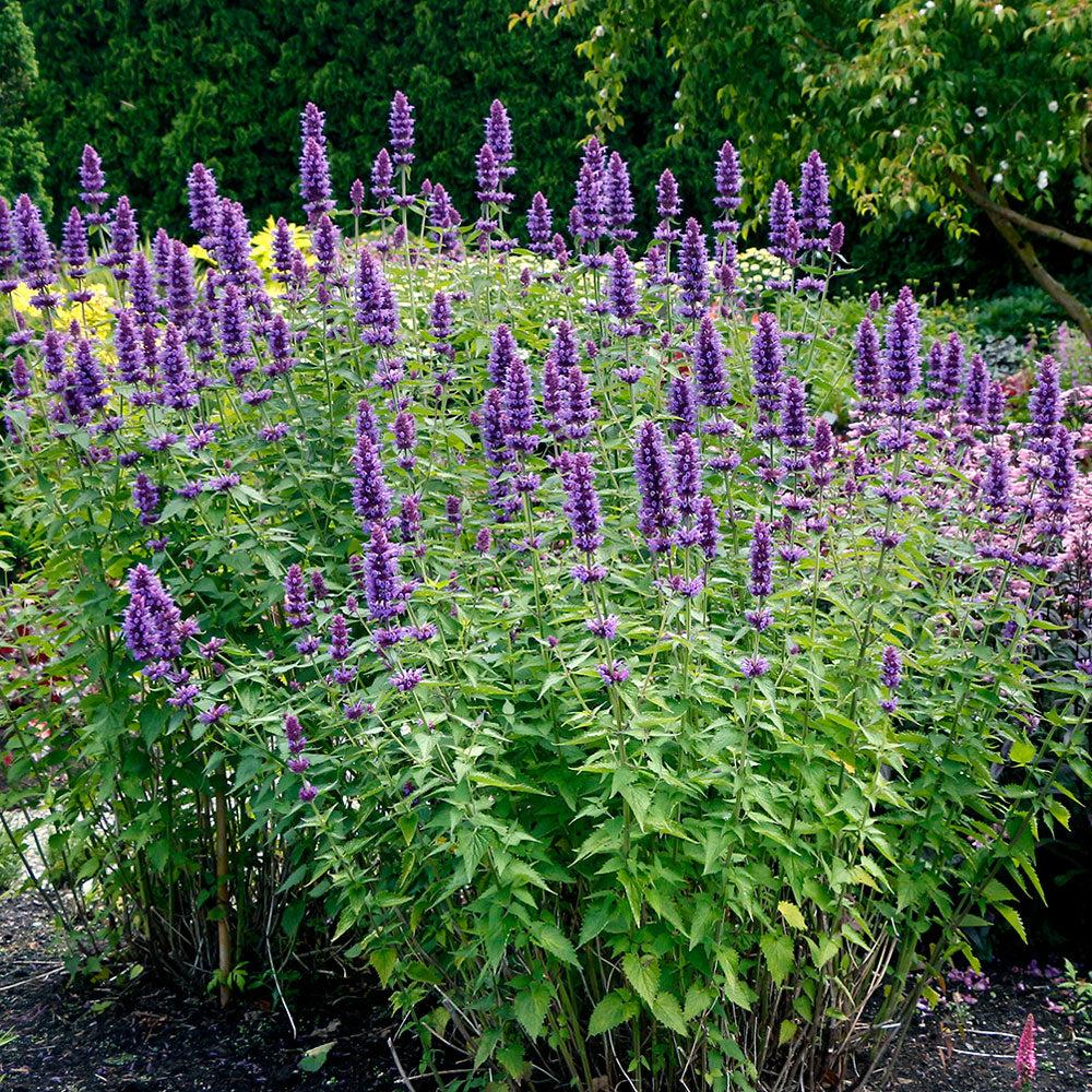 Agastache (Agastache Sun)