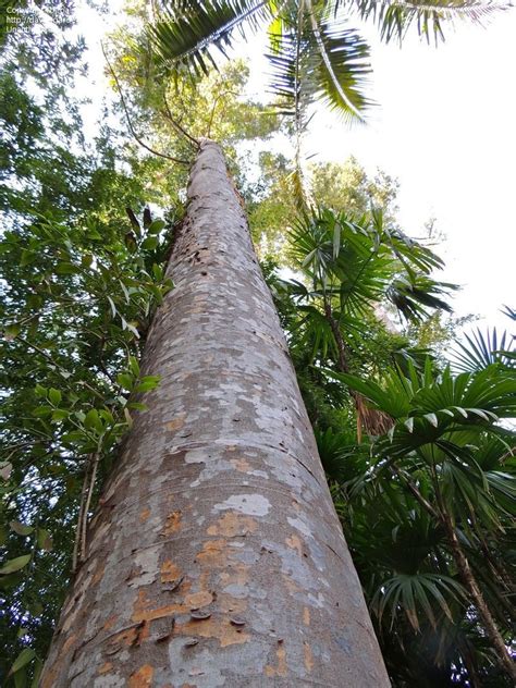Agathis Robusta (Kauri Pine)