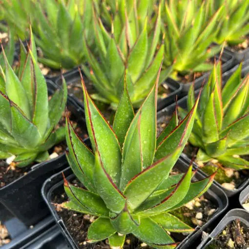 Agave ‘Green Glow’