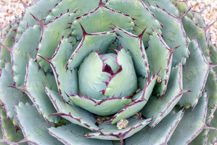 Agave Potatorum (Butterfly Agave)