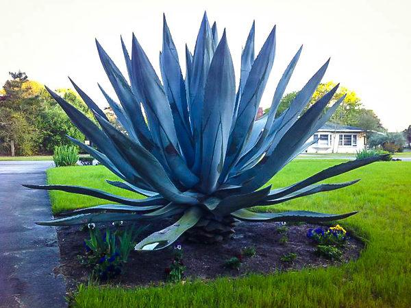 Agave Americana ‘Blue’ (Blue Century Plant)