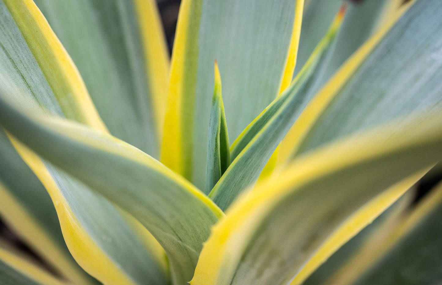 Agave Desmettiana (Galactic Traveller)
