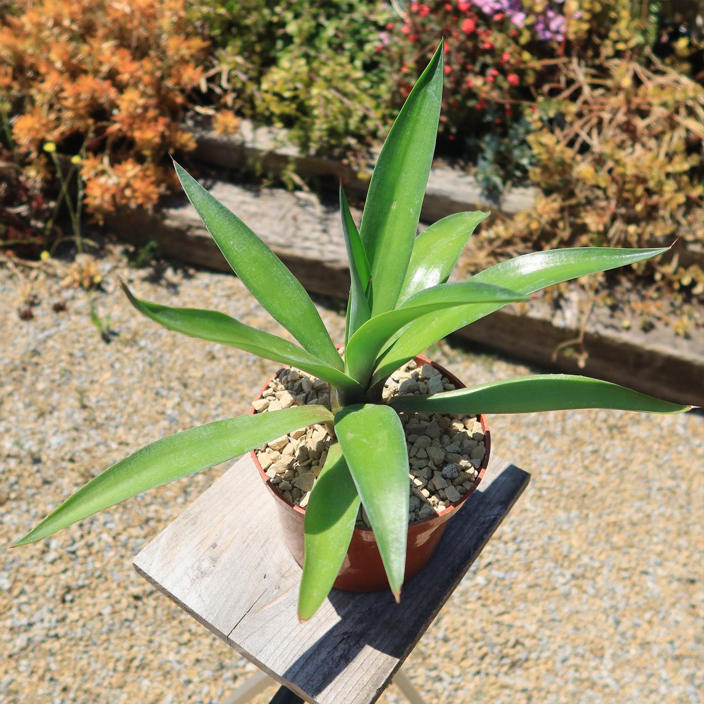 Agave Desmettiana (Smooth Agave)