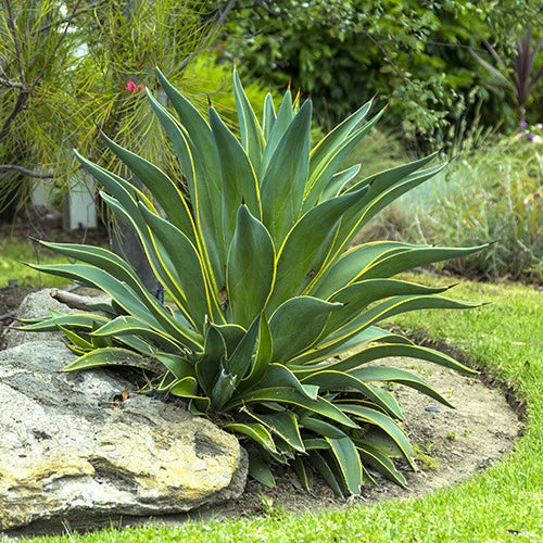 Agave Desmettiana ‘Variegata’ (Variegated Smooth Agave)