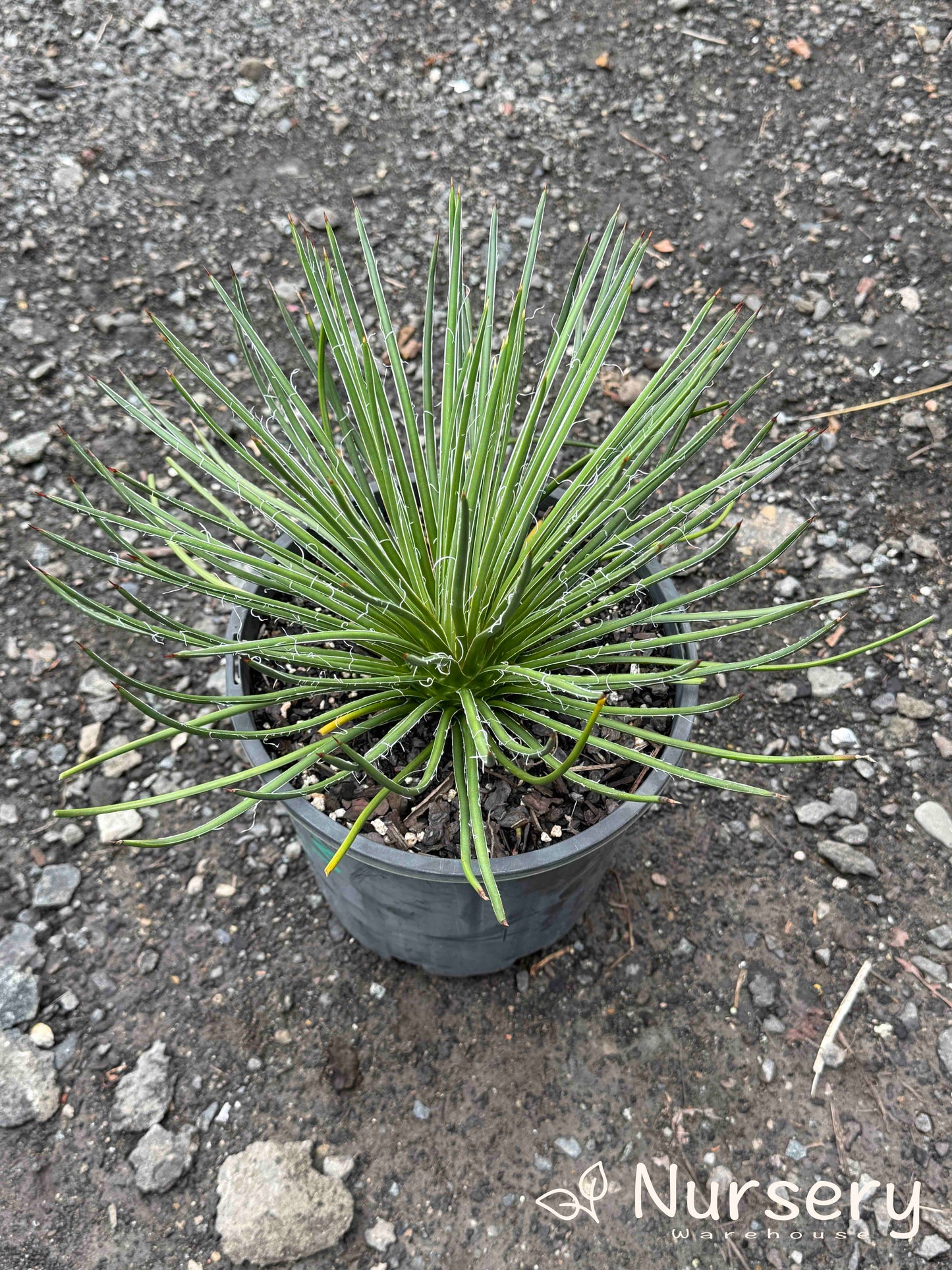 Agave Geminiflora (Twin-Flowered Agave)