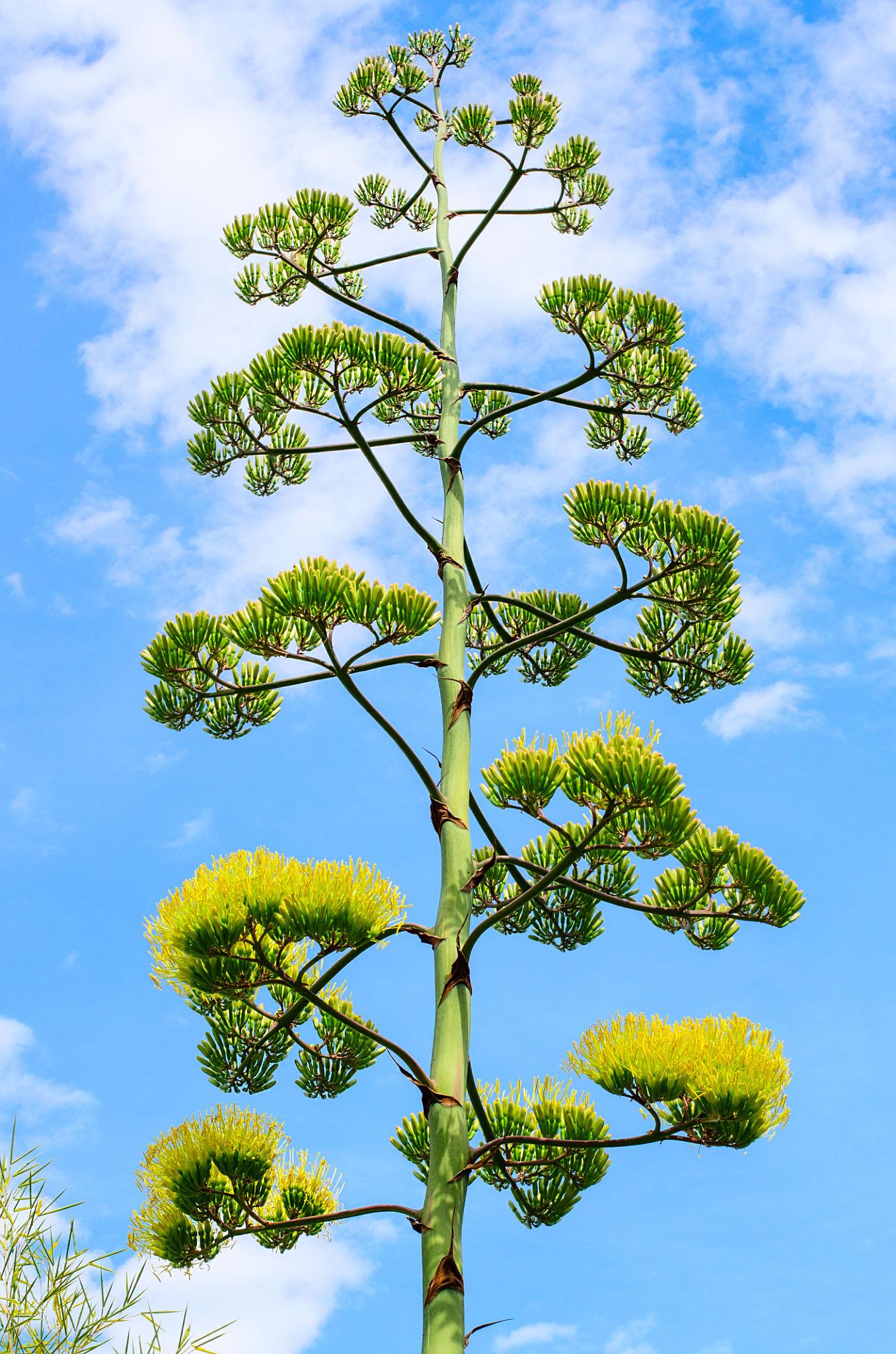 Agave Ghiesbreghtii ‘Purpusorum’ (Purpus Agave)