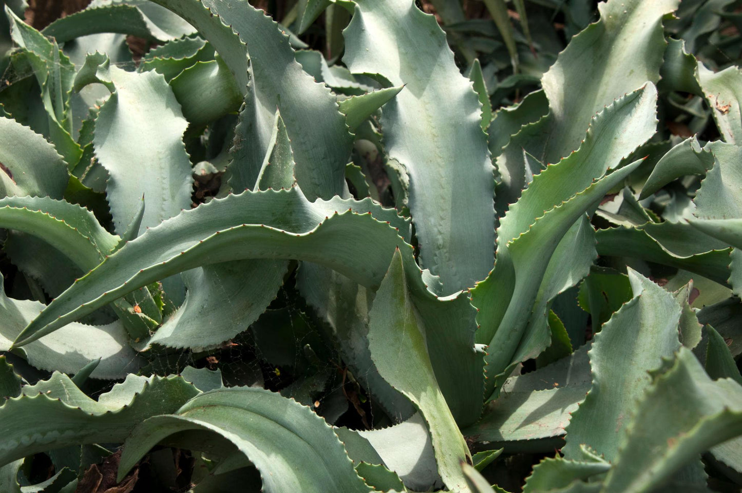 Agave Gypsophila (Ivory Curl Agave)