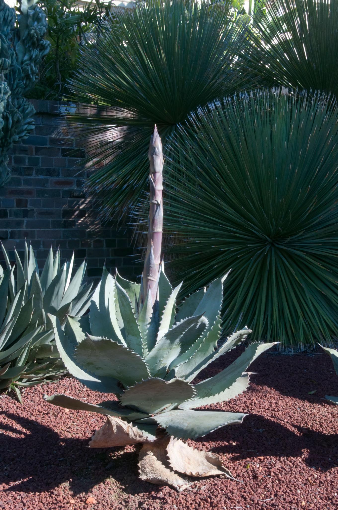 Agave Impressa (Impressed Agave)