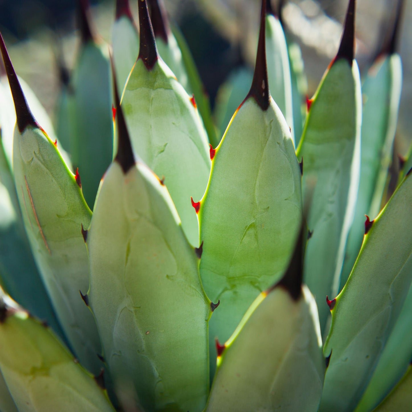 Agave Macroacantha (Black-Spined Agave)