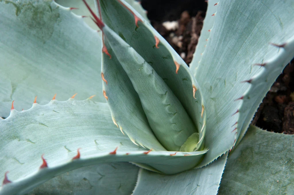 Agave Ovatifolia (Whale’s Tongue Agave)
