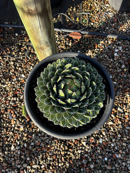 Agave Victoriae-Reginae (Queen Victoria Agave)