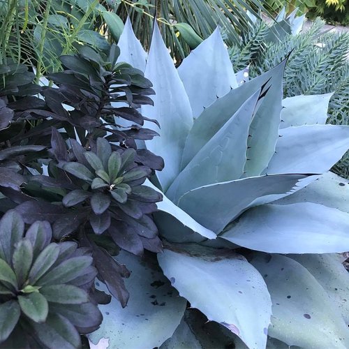 Agave Ovatifolia 'Frosty Blue' (Frosty Blue Whale's Tongue Agave)