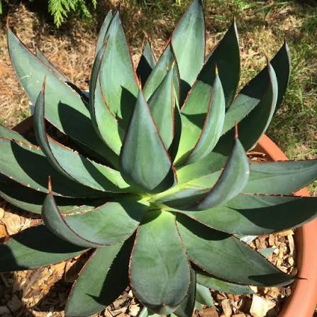 Agave × Romanii (Romanii Agave)