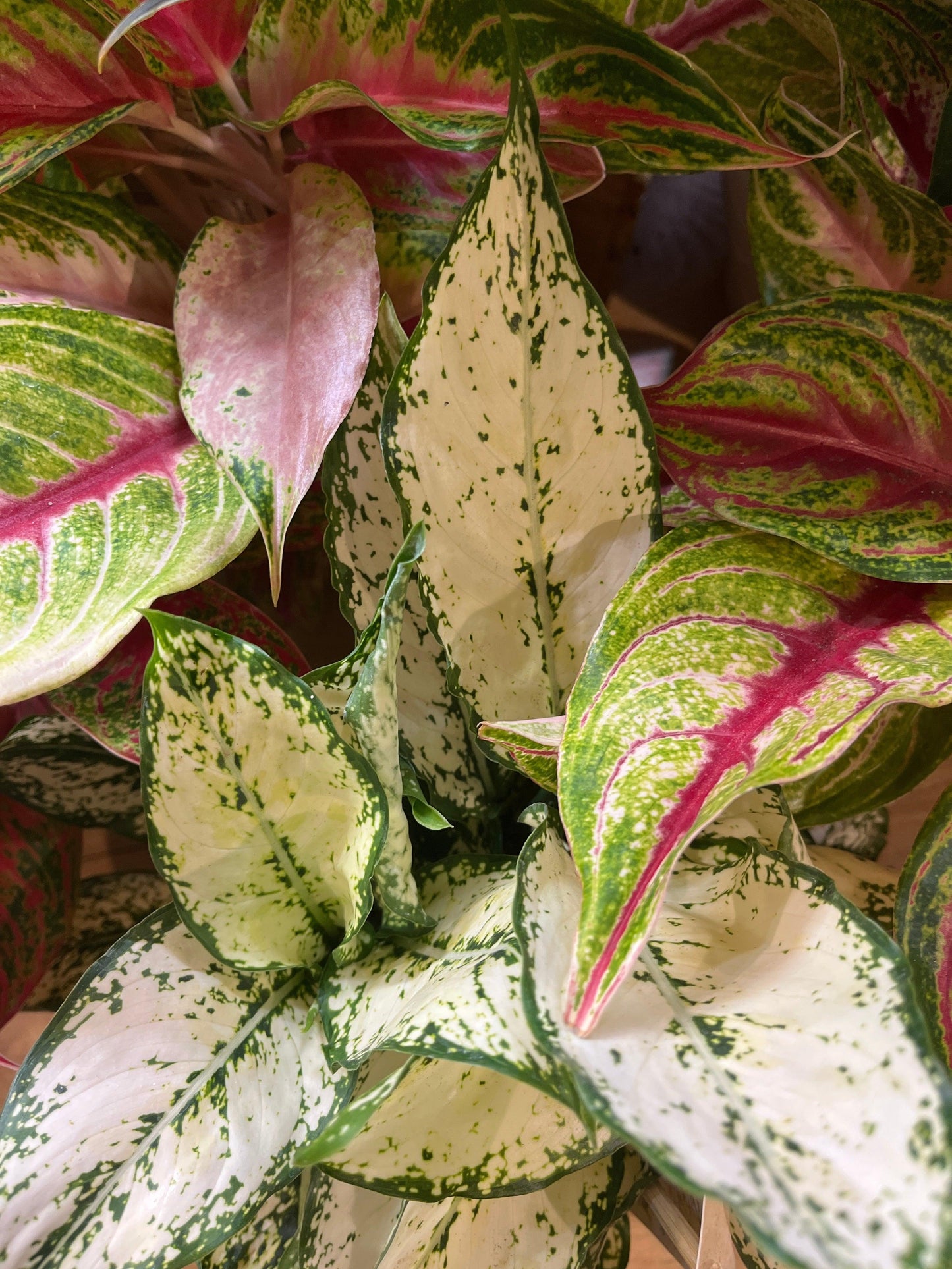 Aglaonema Spp. (Assorted Chinese Evergreen)