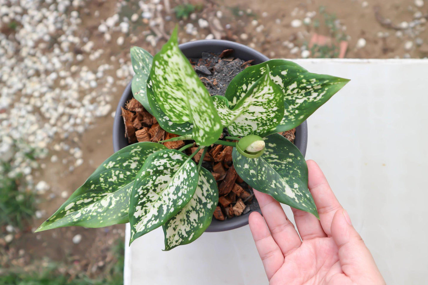 Aglaonema ‘Dang Mongkol’