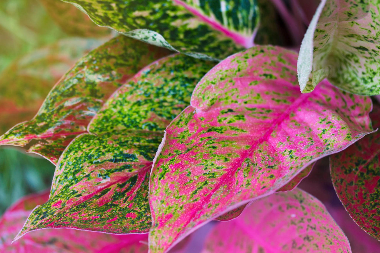 Aglaonema ‘Valentine Doug Green Pink Speckled’