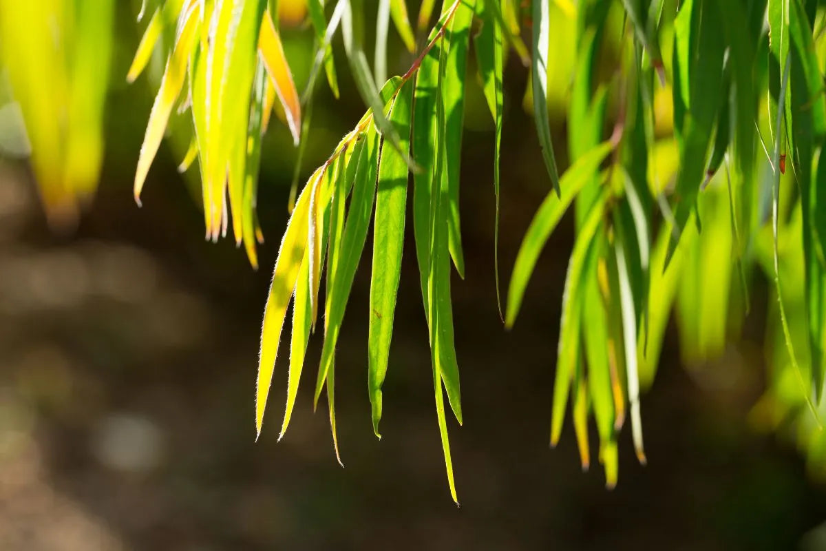 Agonis flexuosa – Willow Myrtle