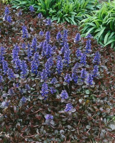 Ajuga Reptans ‘Atropurpurea’
