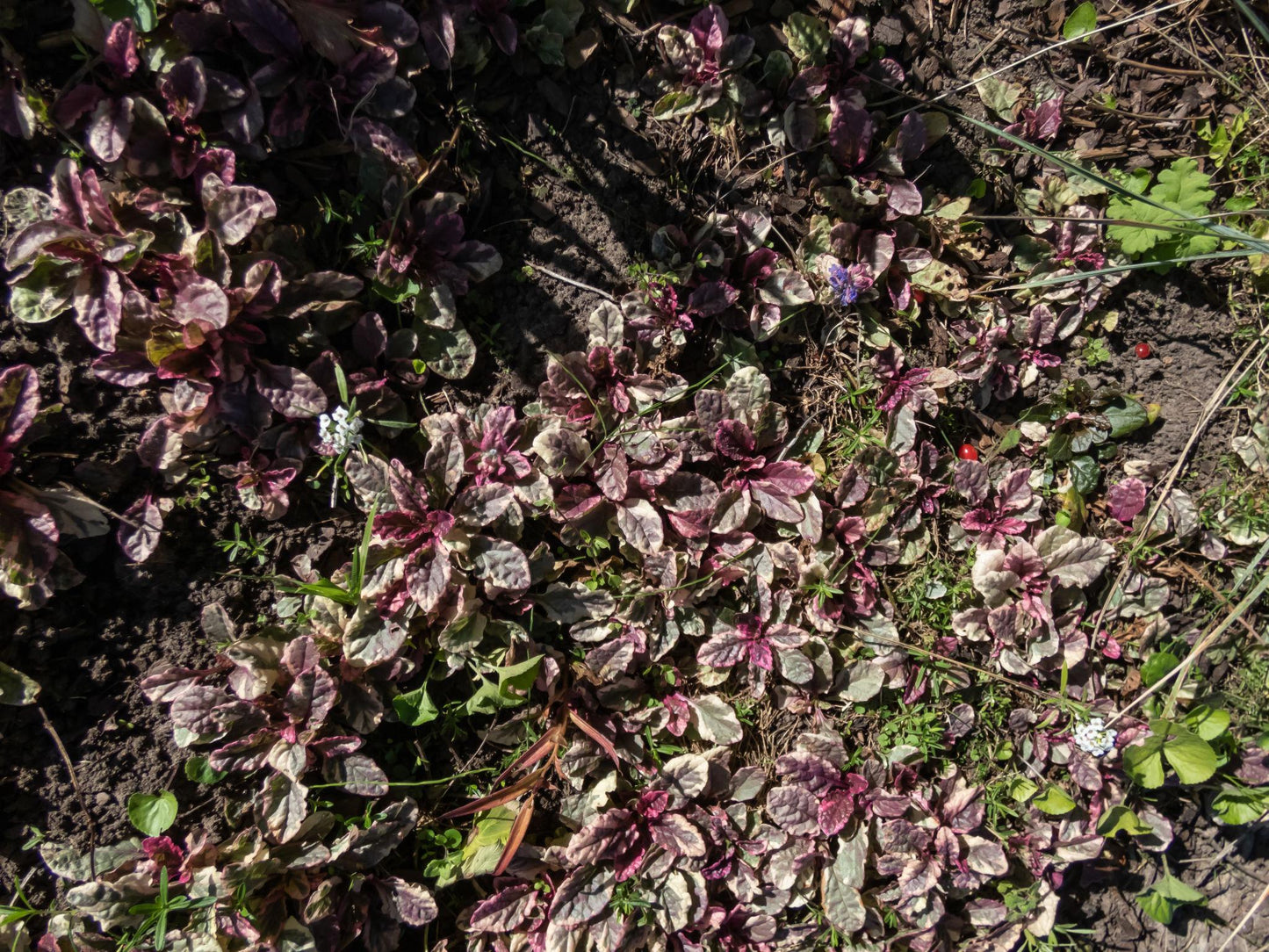 Ajuga Reptans 'Variegata' (Variegated Bugleweed)
