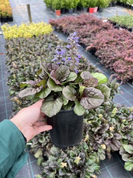 Ajuga Reptans 'Catlin's Giant' (Catlin's Giant Bugleweed)