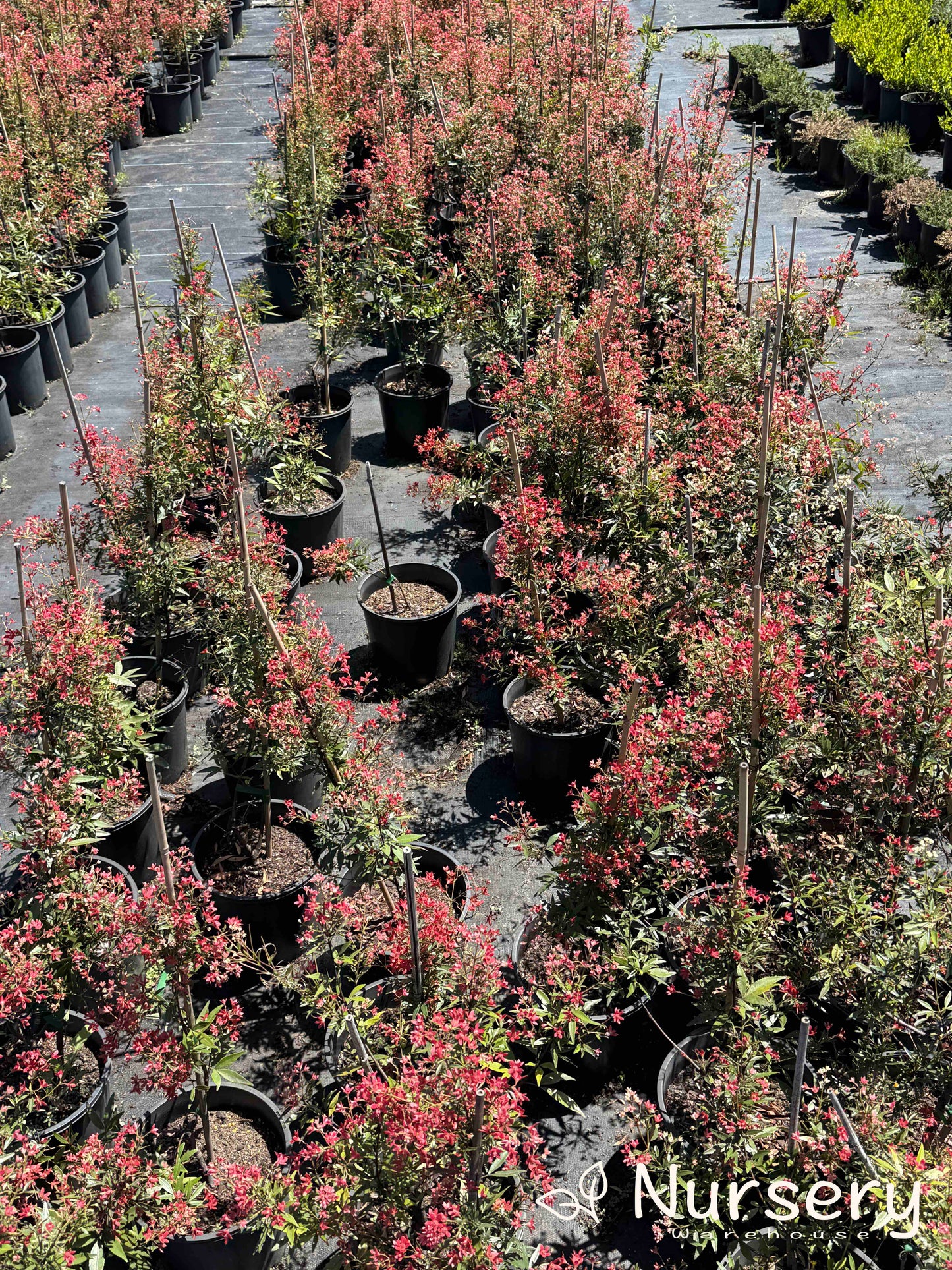 Ceratopetalum Gummiferum Albery’s Red (NSW Christmas Bush - Undersized)