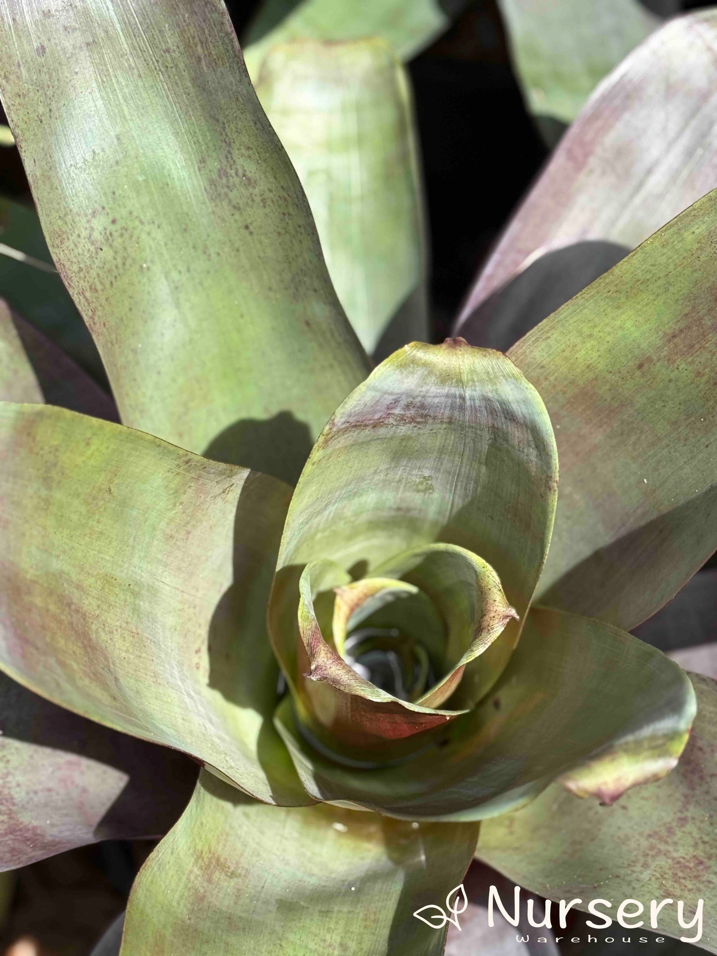 Large Alcantarea Imperialis (Giant Bromeliad) with broad, leathery leaves forming a dramatic rosette, adding vibrant colour to the garden.